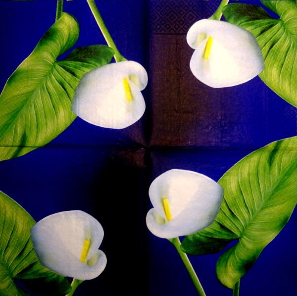035 Calla - 3-ply